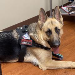 German Shepherds from Montana Made K9