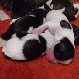 Shih Tzus from Shih Tzu Knot