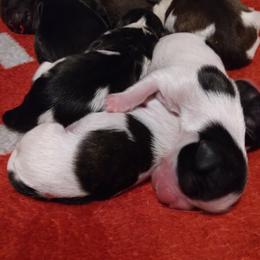 Shih Tzus from Shih Tzu Knot