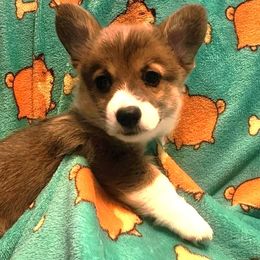 Sugar - White and red female Pembroke Welsh Corgi puppy in Melbourne, Florida from Space Coast Corgi