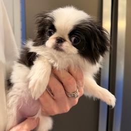 Girl 1 - Black and white female Japanese Chin puppy in Little Rock, Arkansas from Montra Japanese Chin & Cavalier King Charles Spaniels