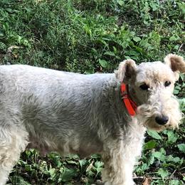 Bernice - Wire Fox Terrier
