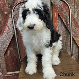 Chunk - Black and white male Sheepadoodle puppy in Farley, Iowa from Iowa's Doodle Co.