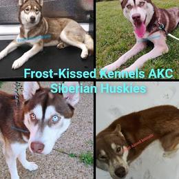 Siberian Husky puppies from Frost-Kissed Kennels