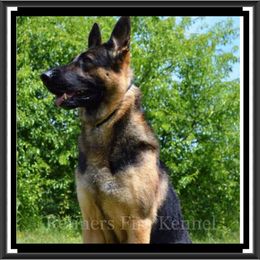 German Shepherd All Grown Up from Refiners Fire Kennel