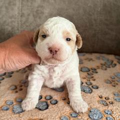 Valor - Parti male Goldendoodle puppy in Cherry Tree, Pennsylvania from Plum Creek Acres Next Generation