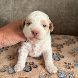 Valor - Parti male Goldendoodle puppy in Cherry Tree, Pennsylvania from Plum Creek Acres Next Generation
