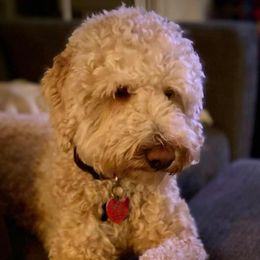 Charlie - Goldendoodle