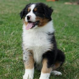 Echo - Black tri-color female Australian Shepherd puppy in Holmesville, Ohio from Coffee Run Spring at Miller Farms