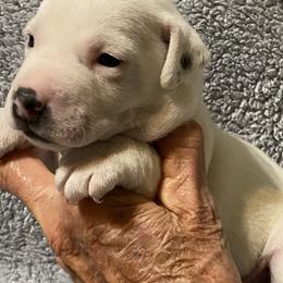 Charlie - Black and white male Jack Russell Terrier puppy in Melbourne, Florida from Rustling Oaks Jack Russell Terrier’s