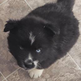 Lamborghini - Black and white male Siberian Husky puppy in Urbana, Ohio from Fairhaven's Siberian Huskies