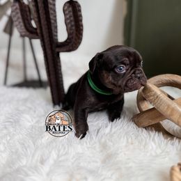 French Bulldog Puppies from Bates Bulldogs