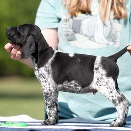 Black Roan Boy 1 - Black roan male German Shorthaired Pointer puppy in Greensburg, Kentucky from Nosam Kennels- Hungarian Vizslas, and German Shorthairs Located in Kentucky