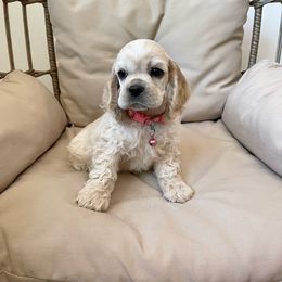 Girl 1 - Buff Cocker Spaniel puppy in Shingle Springs, California from California Spaniels