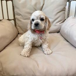 Girl 1 - Buff Cocker Spaniel puppy in Shingle Springs, California from California Spaniels