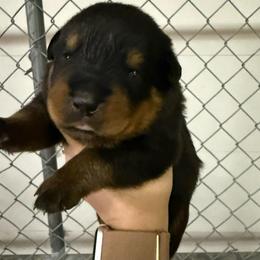 Miranda - Black and tan female Rottweiler puppy in Mcminnville, Oregon from JHB Rottweilers