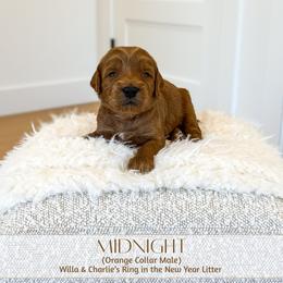 MIDNIGHT - Red  male Goldendoodle puppy in Bell Buckle, Tennessee from Precious Puptown Doodles