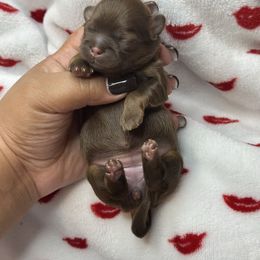 Akc Lux - Chocolate and tan female Shih Tzu puppy in Roseville, Michigan from Diamond Paws LLC