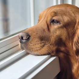 Bruce - Golden Retriever