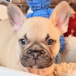 Boy 1 - Allegiance - Fawn male French Bulldog puppy in Elberton, Georgia from Ioney's Southern Paws Shelties, Frenchies, and Yorkies
