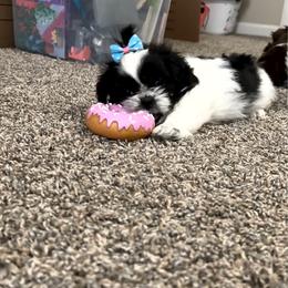 Izzy - Black and white female Shih Tzu puppy in Buford, Georgia from Shih Tzu by MayMay