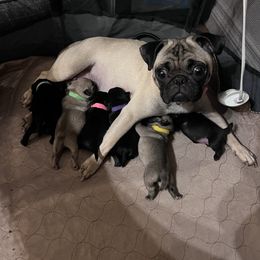 French Bulldog and Pug Puppies from Naughty and Naked Cattery and Kennel
