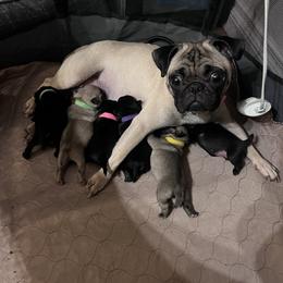 French Bulldog and Pug Puppies from Naughty and Naked Cattery and Kennel