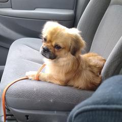 Tibetan Spaniel All Grown Up from Bandor Tibetans