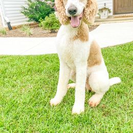Goldendoodle and Poodle Puppies from CharleighRae Poodles and Doodles