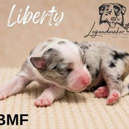 Liberty - Blue merle female Miniature American Shepherd puppy in Leitchfield, Kentucky from Legendmaker MAS