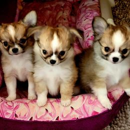 Chihuahuas from H&H Chihuahuas
