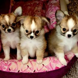 Chihuahuas from H&H Chihuahuas