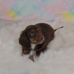 Dachshund Puppies from Newbern's Nuggets