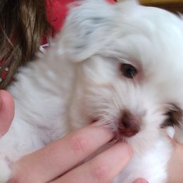 Girl 1 - White Havanese puppy in Spokane, Washington from Happy Havanese