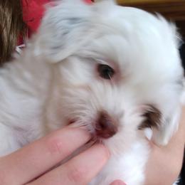 Girl 1 - White Havanese puppy in Spokane, Washington from Happy Havanese