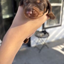 Mary - Chocolate and tan female Dachshund puppy in Tomball, Texas from Gutierrez House of Doxies