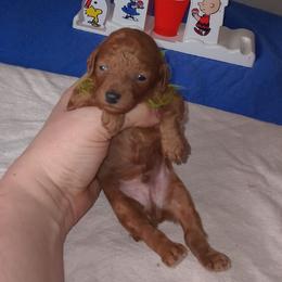 Only mini red male in the litter  Green Collared Boy - Red  male Poodle puppy in Licking, Missouri from Majestic Embrace Poodles