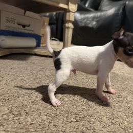 Tom - White black and tan male Toy Fox Terrier puppy in Sauk Rapids, Minnesota from Amberfaye's Min Pins and Toy Fox Terriers