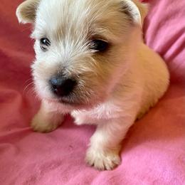 Claire (Pink) - White female West Highland White Terrier puppy in Jefferson, North Carolina from McGuire’s High Country Terriers