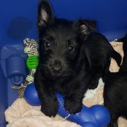 Scottish Terrier Puppies from Atta Scottie