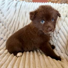 Rio - Red & white male Miniature Australian Shepherd puppy in New Hampton, Iowa from Full River Australian Shepherds