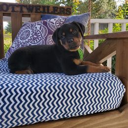 Rottweiler Puppies from Black Jade Rottweilers