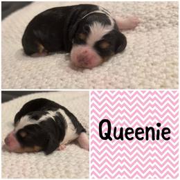 Queen - Tri-color female Bernedoodle puppy in Beauty, Kentucky from The Doodle Pad