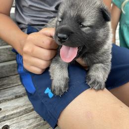 Norwegian Elkhound Puppies from English Bench Elkhounds