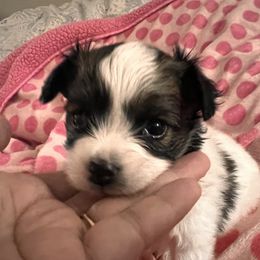 Papillon Puppies from Seven Pillars Papillon