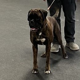 Oz - Boxer