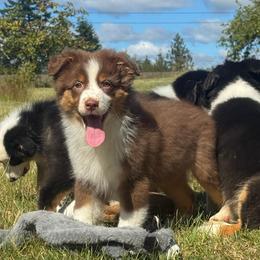 Audit red tri male 4 - Red tri-color male Australian Shepherd puppy in Chehalis, Washington from Wandering Acres Ranch