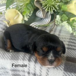 Female - Black and tan female Cavalier King Charles Spaniel puppy in Greensburg, Kentucky from Kentucky Cavalier King Charles Spaniels