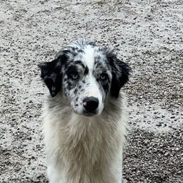 Bud - Blue merle Australian Shepherd puppy in St. Louis, Missouri from Kimmerly Aussies