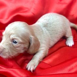 Taylor - Cream female Dachshund puppy in Mesquite, Texas from AB Dachshund